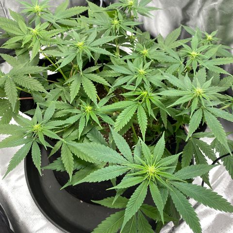 OG KUSH growlog timeline photo