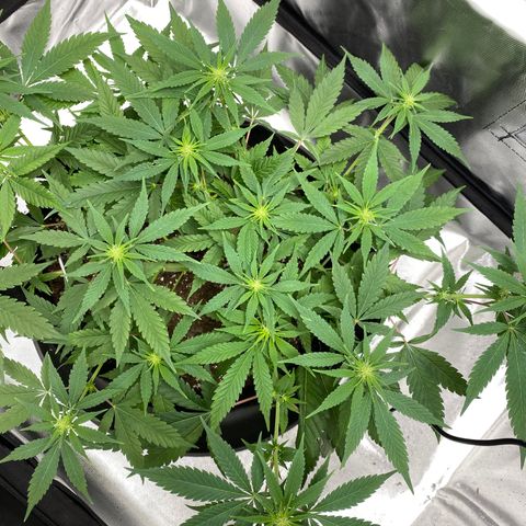 OG KUSH growlog timeline photo