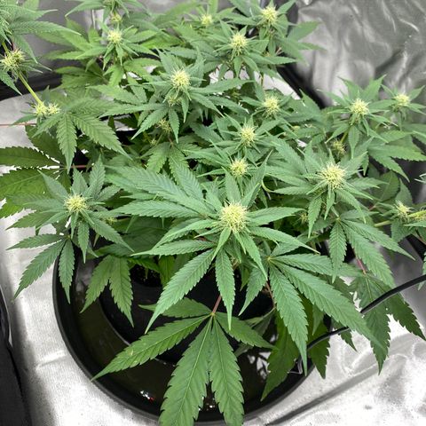 OG KUSH growlog timeline photo
