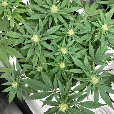 OG KUSH growlog timeline photo