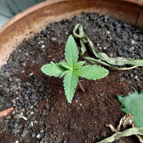 Varietà sconosciuta growlog timeline photo