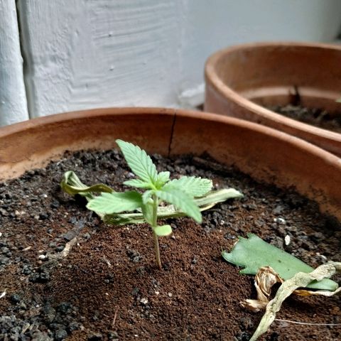 Varietà sconosciuta growlog timeline photo