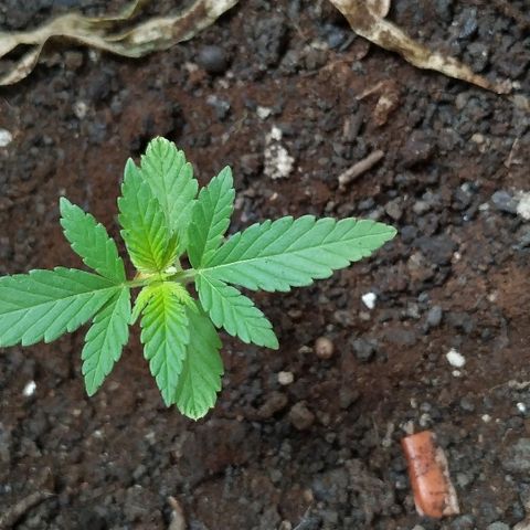 Varietà sconosciuta growlog timeline photo