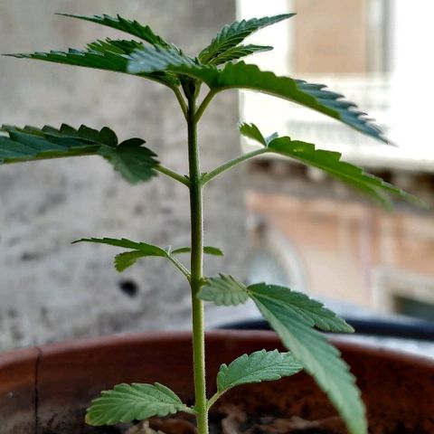 Varietà sconosciuta growlog timeline photo
