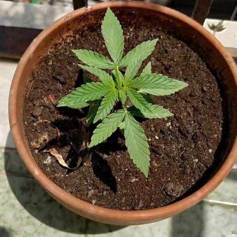 Varietà sconosciuta growlog timeline photo