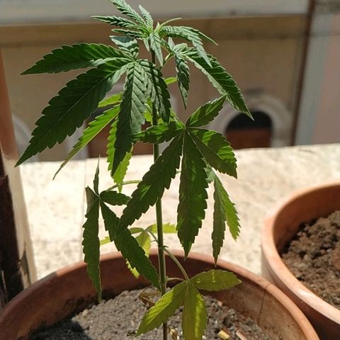 Varietà sconosciuta growlog timeline photo