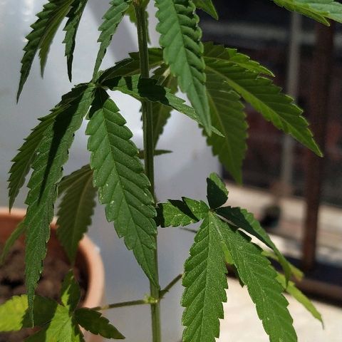 Varietà sconosciuta growlog timeline photo