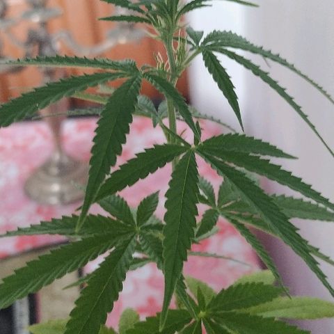Varietà sconosciuta growlog timeline photo