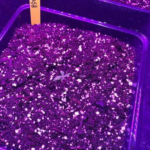 Red line growlog timeline photo