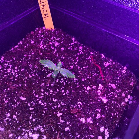 Red line growlog timeline photo
