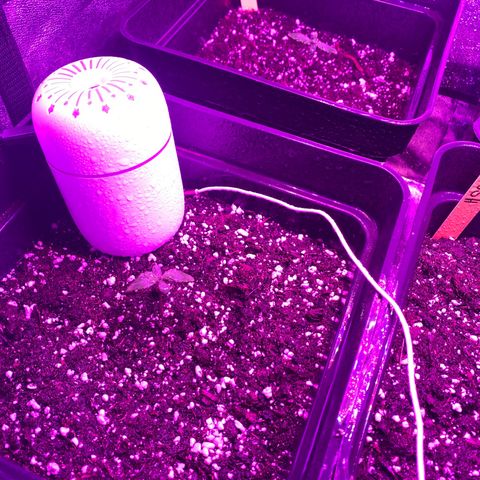 Red line growlog timeline photo