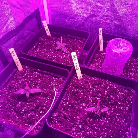 Red line growlog timeline photo