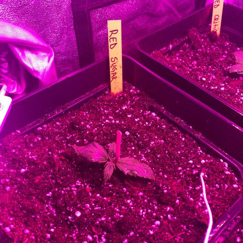 Red line growlog timeline photo