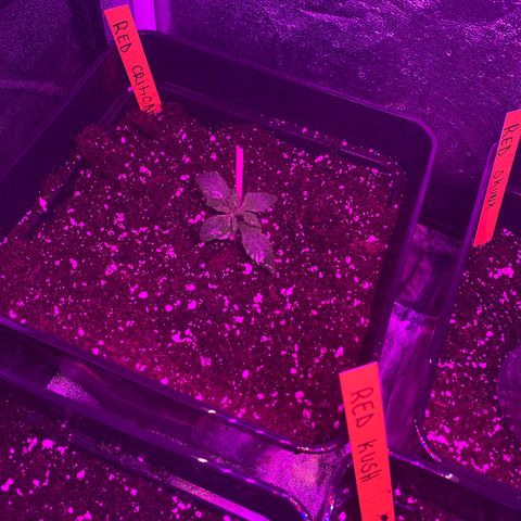 Red line growlog timeline photo