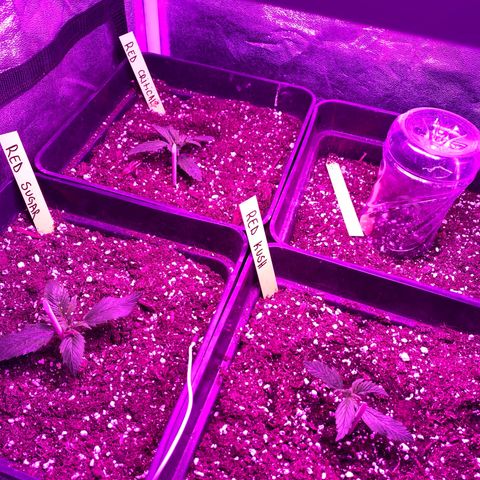 Red line growlog timeline photo