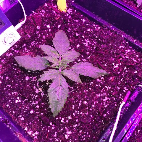 Red line growlog timeline photo