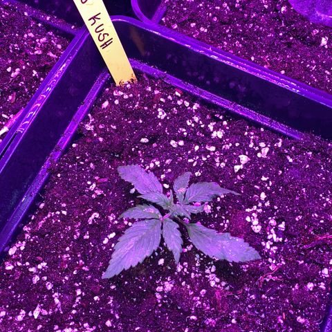 Red line growlog timeline photo