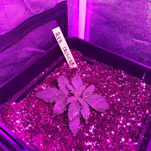 Red line growlog timeline photo