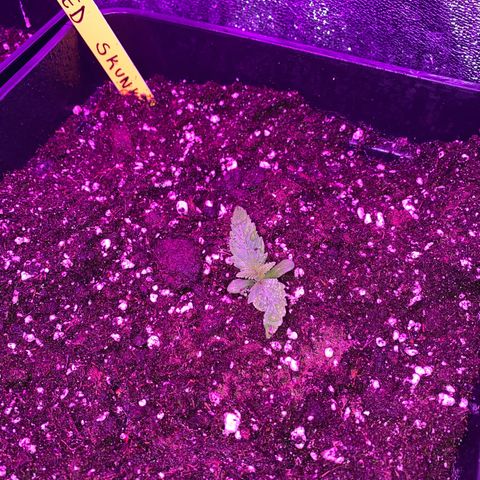 Red line growlog timeline photo