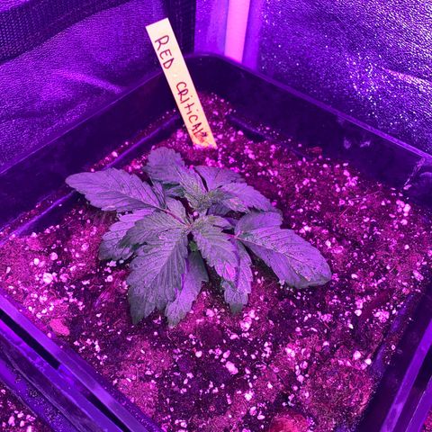 Red line growlog timeline photo