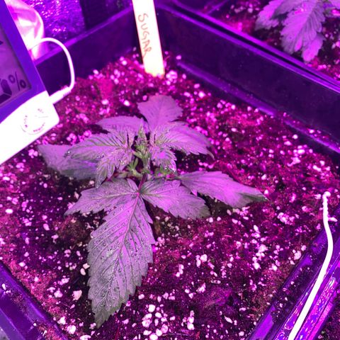Red line growlog timeline photo