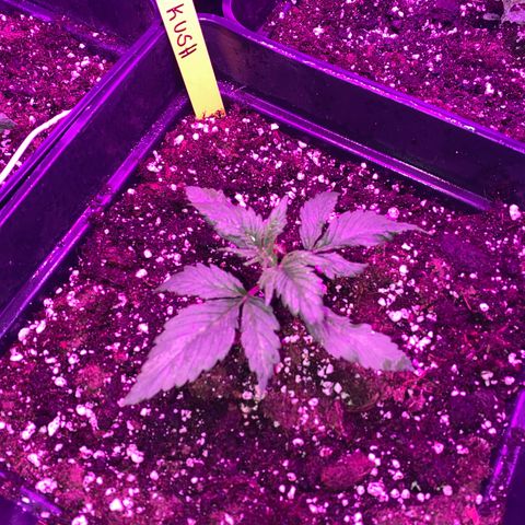 Red line growlog timeline photo