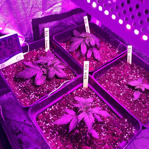 Red line growlog photo: Red sugar comienco LST