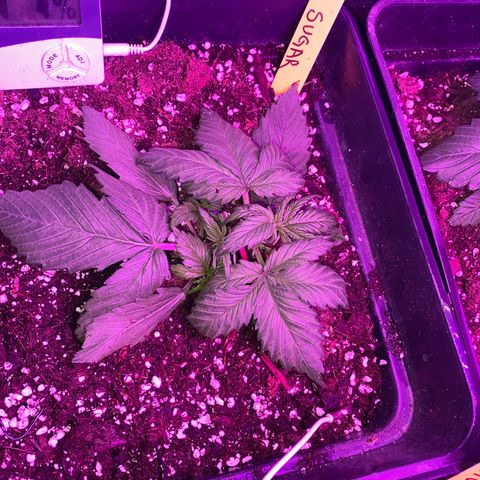 Red line growlog photo: Red sugar comienco LST