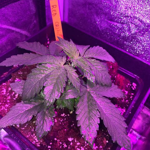 Red line growlog timeline photo