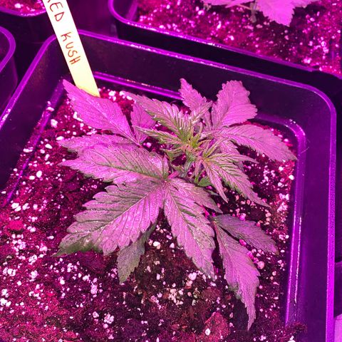 Red line growlog timeline photo