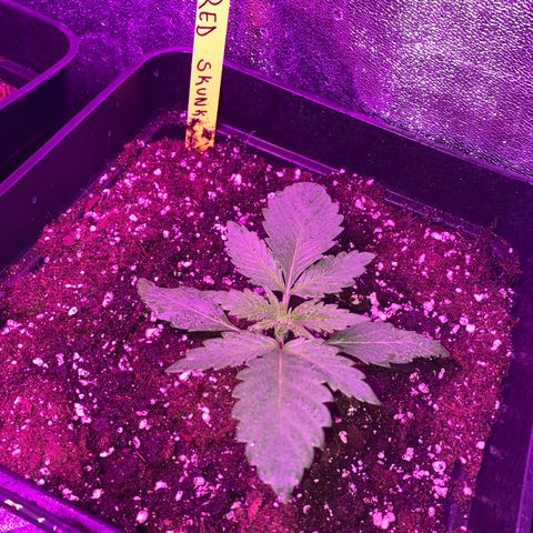 Red line growlog timeline photo