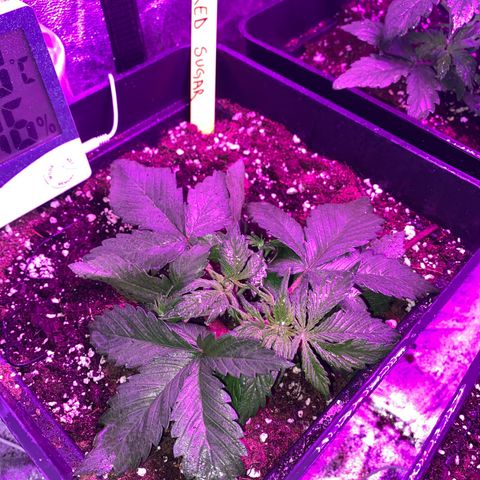 Red line growlog timeline photo