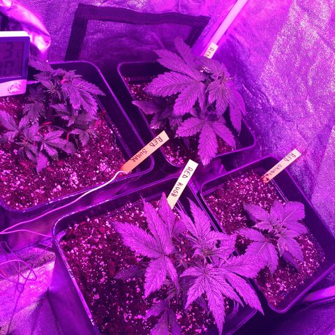Red line growlog timeline photo