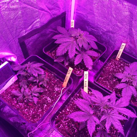 Red line growlog timeline photo