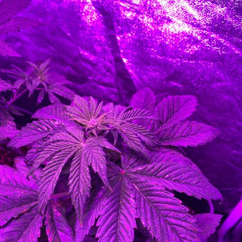 Red line growlog photo: En preflora