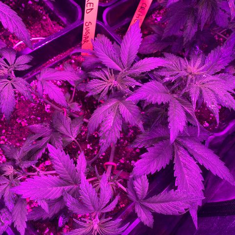 Red line growlog photo: En preflora