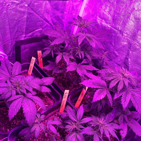 Red line growlog photo: En preflora