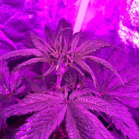 Red line growlog photo: En preflora