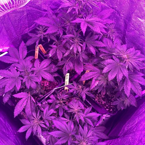 Red line growlog timeline photo