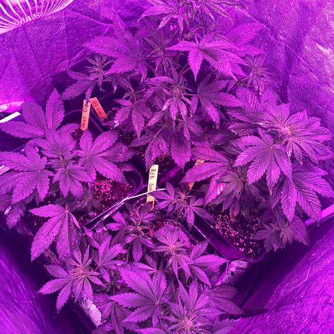 Red line growlog timeline photo