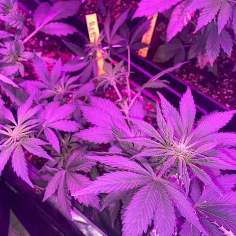 Red line growlog photo: 3 ya en flora