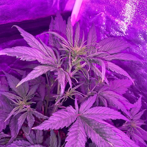 Red line growlog photo: 3 ya en flora
