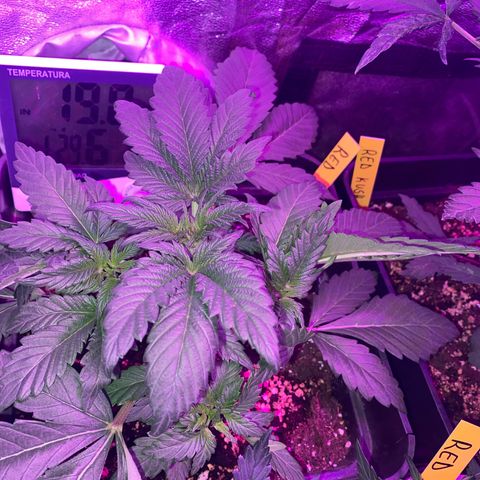 Red line growlog photo: 3 ya en flora