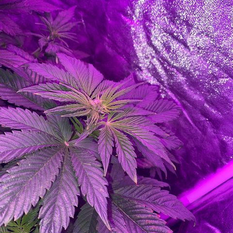 Red line growlog photo: 3 ya en flora