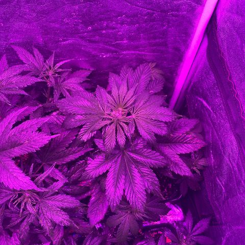 Red line growlog timeline photo