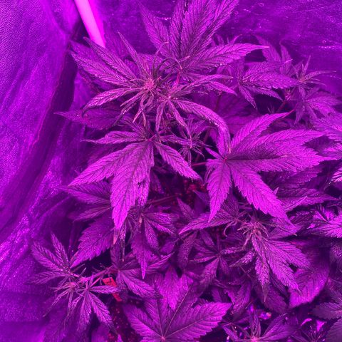Red line growlog timeline photo