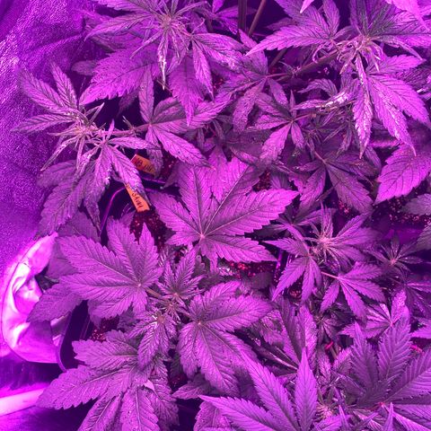 Red line growlog timeline photo