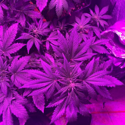 Red line growlog timeline photo