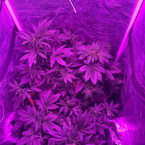 Red line growlog timeline photo