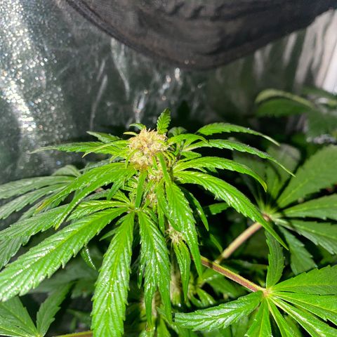 Red line growlog photo: Aplicacion foliar de delta9